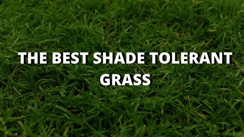 Best Shade Tolerant Grass | 5 Grass Types That Grows In Full Shade