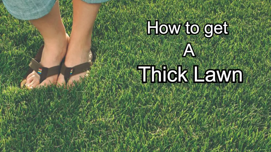 how-to-get-a-thicker-lawn-best-practices-5-steps-to-a-perfect-lawn