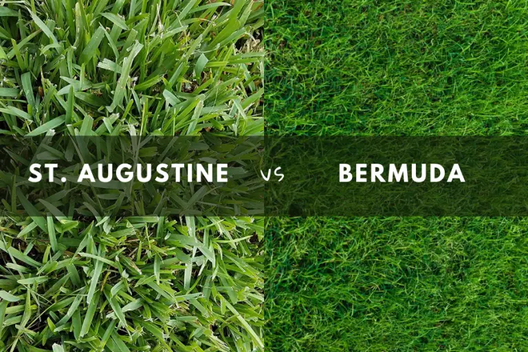 St. Augustine vs Bermuda Grass | Differences | Pictures