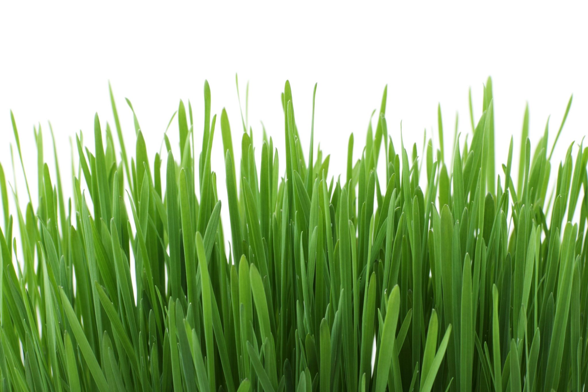 Best Shade Tolerant Grass 5 Grass Types That Grows In Full Shade