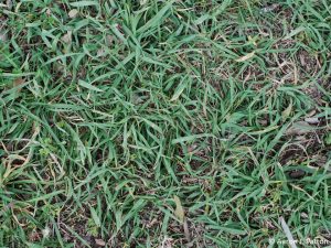 Crabgrass vs Quackgrass | Difference | Identify | Control | Get rid of