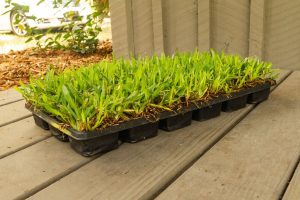 st augustine grass seed st augustine grass seed