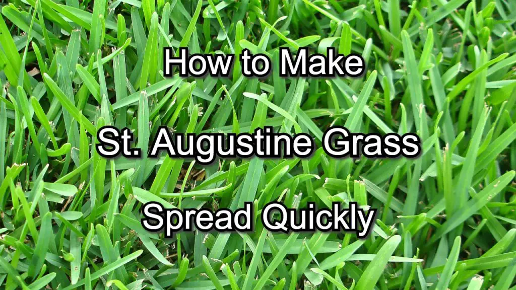 st augustine grass seed