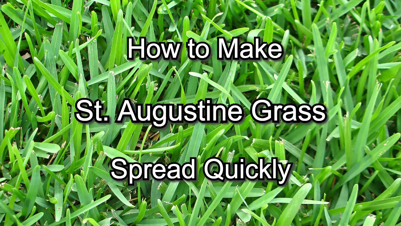 how to make st. augustine grass spread quickly