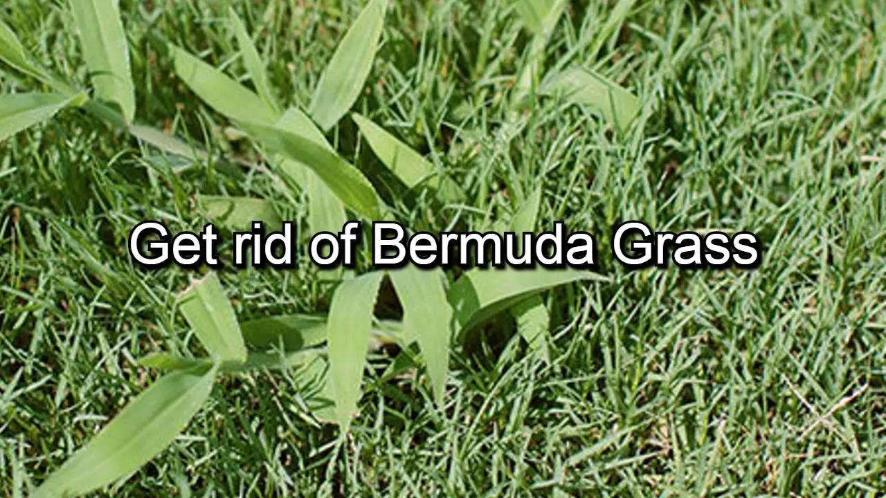 How to get rid of bermuda grass