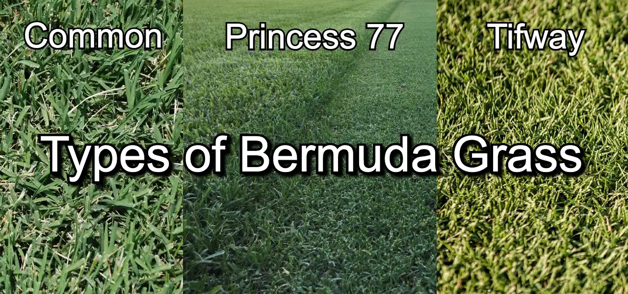 Types of Bermuda Grass | The Best Variety for your Lawn