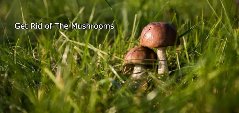 How To Get Rid Of Mushrooms In The Yard | Kill Mushrooms In Your Lawn