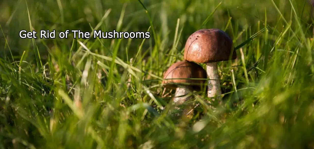 How to get rid of mushrooms in lawn
