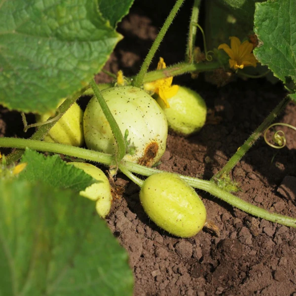 Lemon cucumber plants