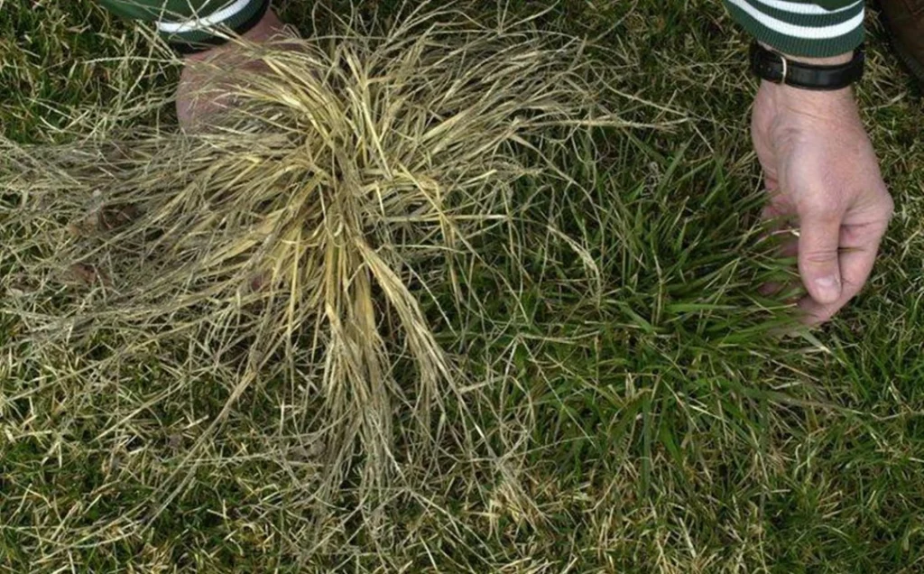 Do I need to pull dead crabgrass