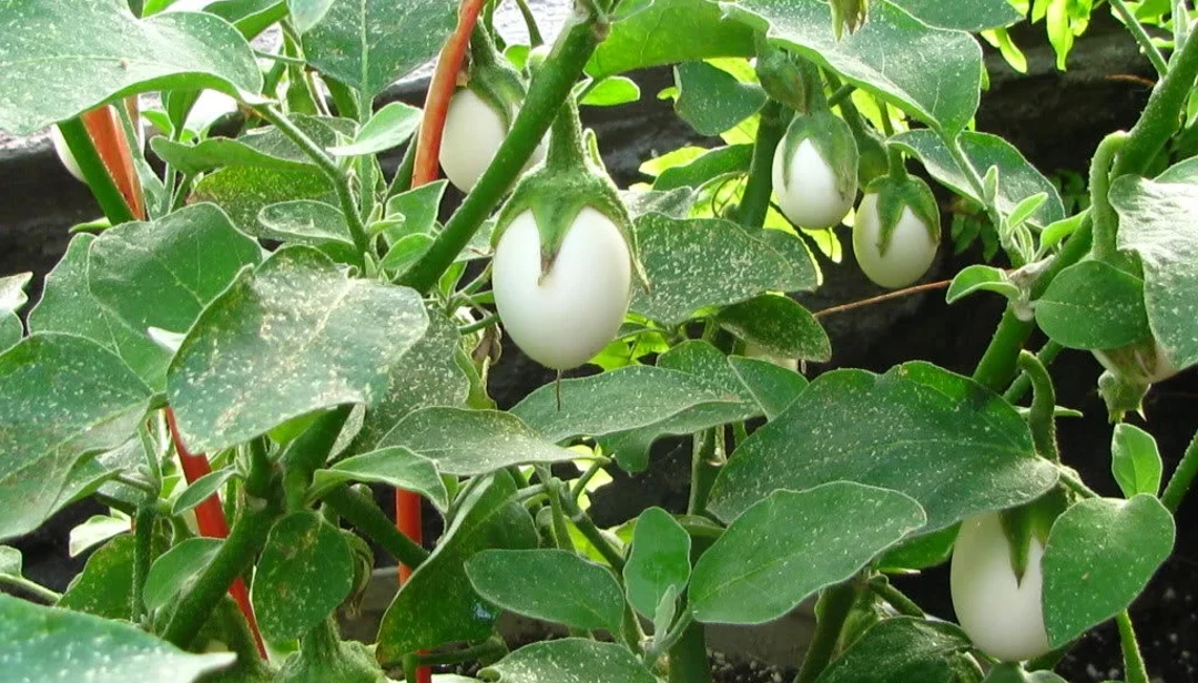 easter egg plant