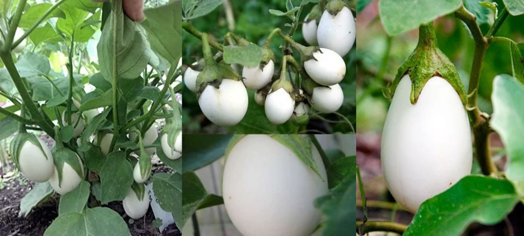 easter egg plant