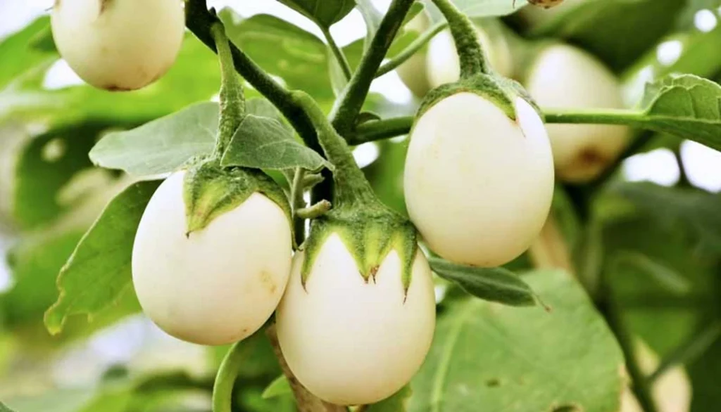 hanging easter egg plants