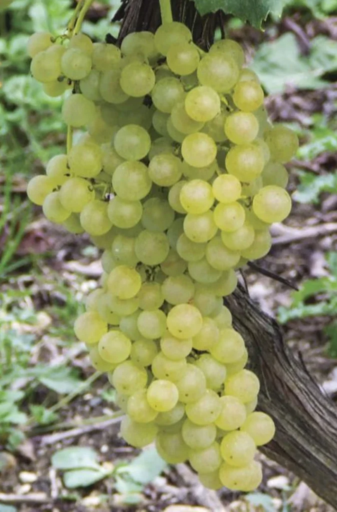 Himrod Grapes