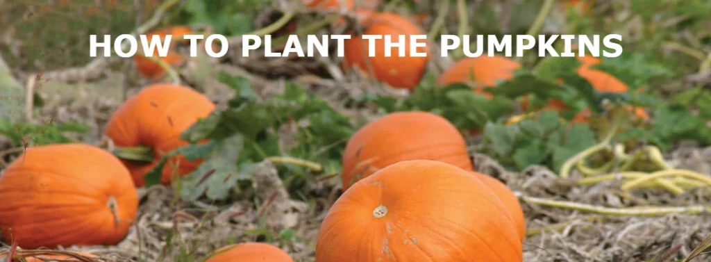 How to Plant Pumpkins in North Carolina & South Carolina