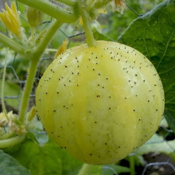 Lemon round cucumber