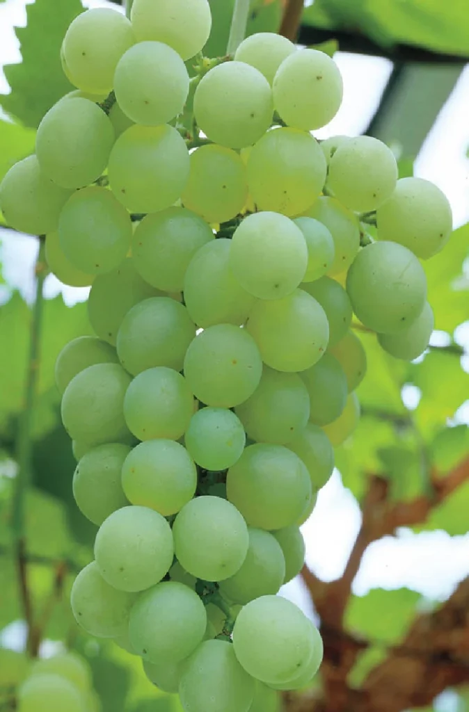 Niagara grapes