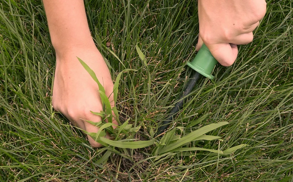 How to Pull Crabgrass from your lawn