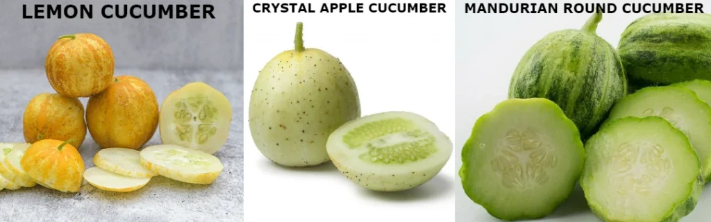 Round cucumber varieties