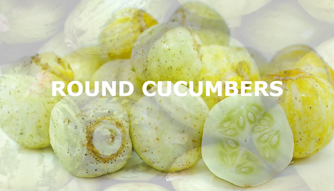 round cucumber varieties