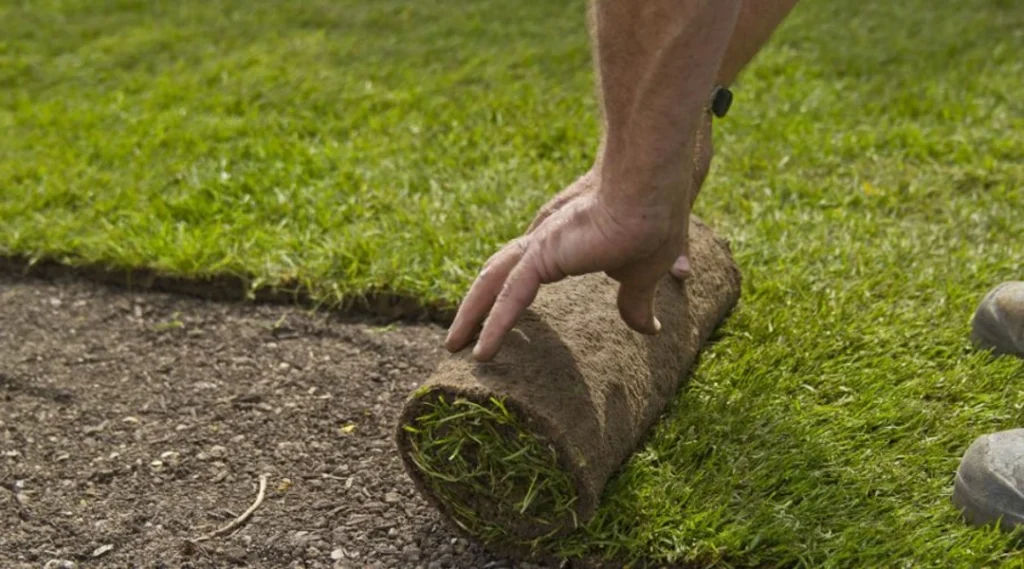 sodding lawn