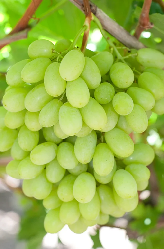 White table grapes
