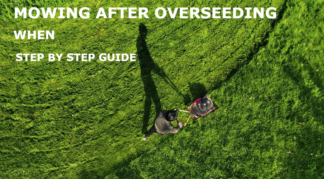when to mow after overseeding
