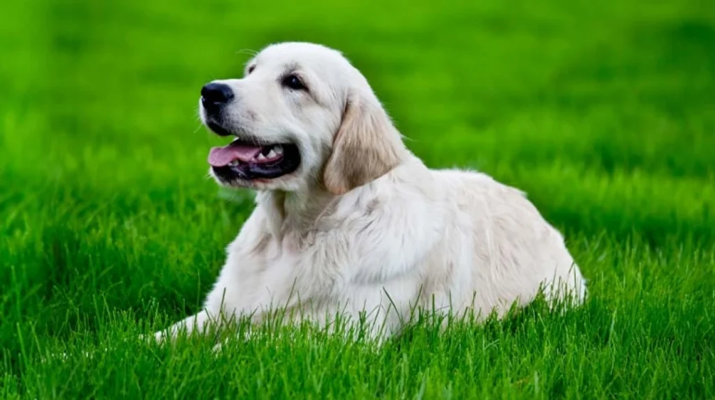 how long after lawn treatment is it safe for pets