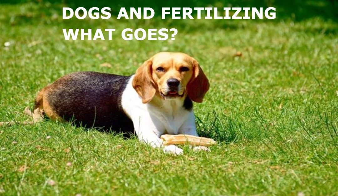 how long to keep dog off grass after fertilizing