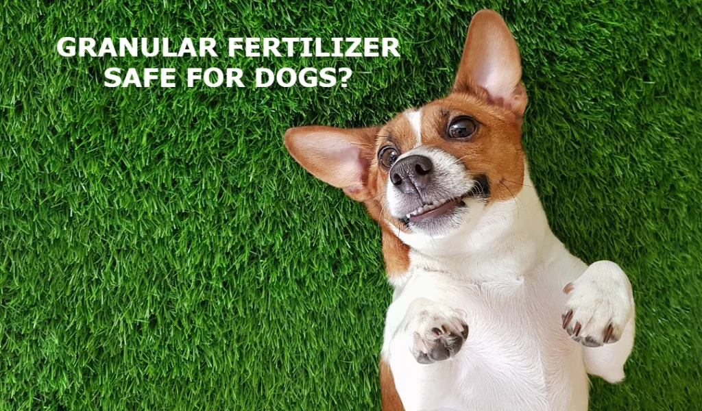 how long until fertilizer is safe for dogs